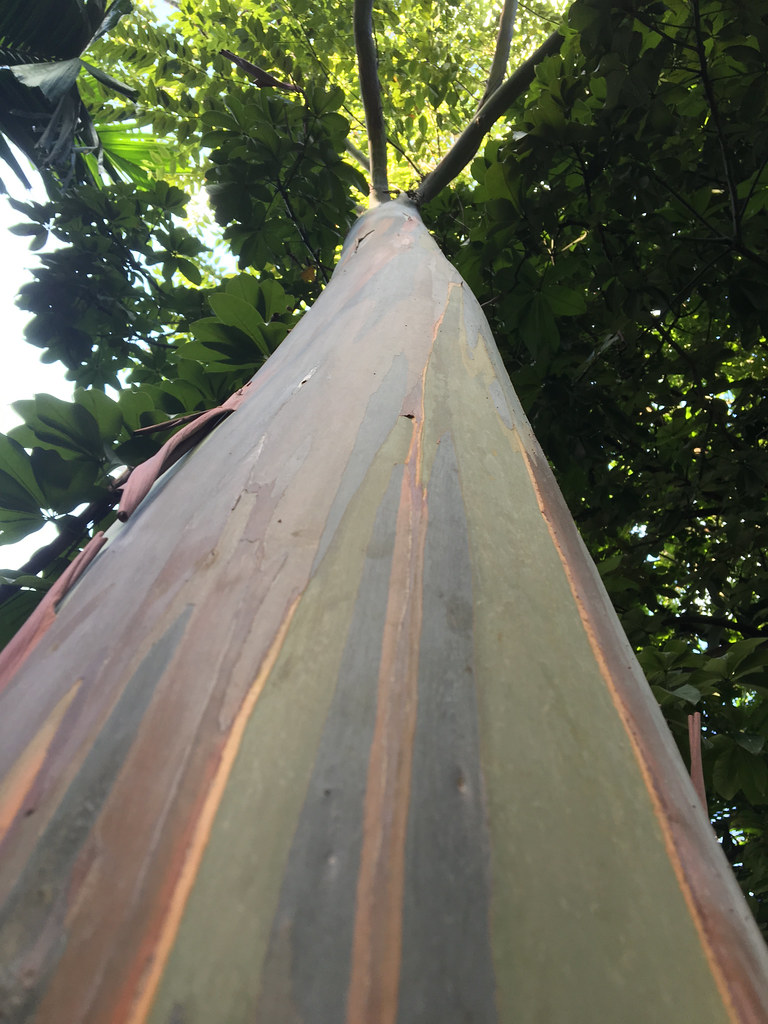 Foto van Regenboog-eucalyptus