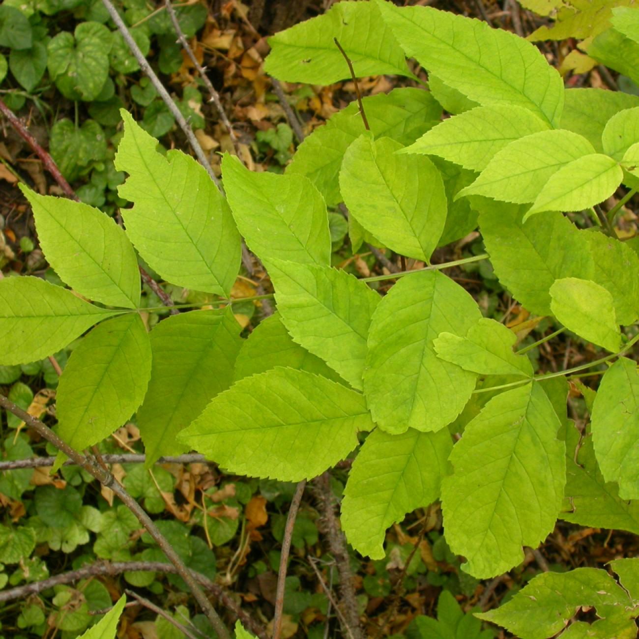 Foto van Pennsylvaanse es ‘Patmore’