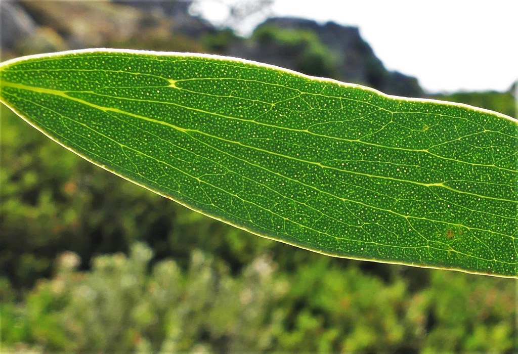Foto van Sneeuweucalyptus ‘onbeken’