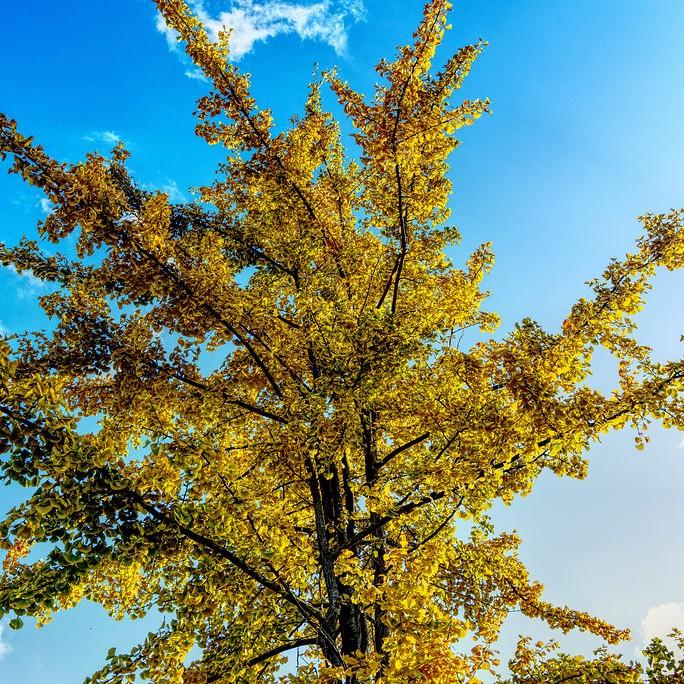 Foto van Ginkgo
