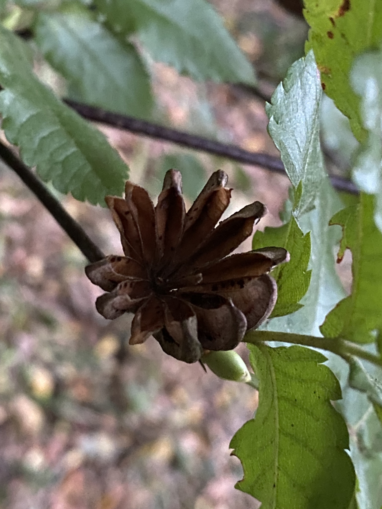 Foto van Gewone eucryphia