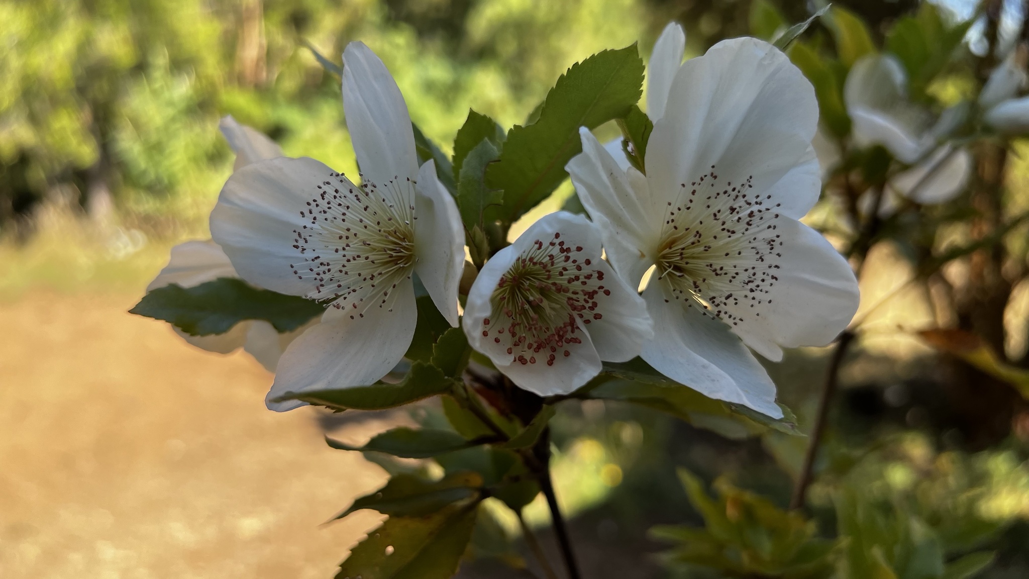 Foto van Nymans eucryphia
