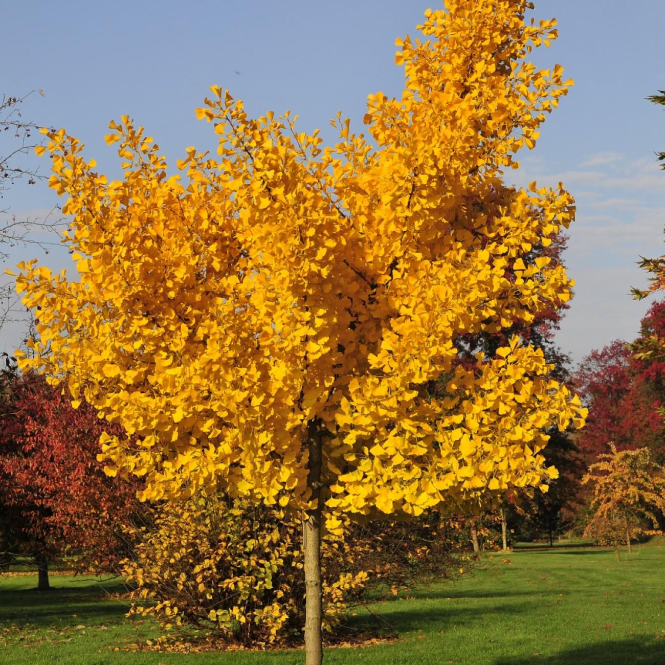 Foto van Japanse Notenboom ‘Autumn Gold’