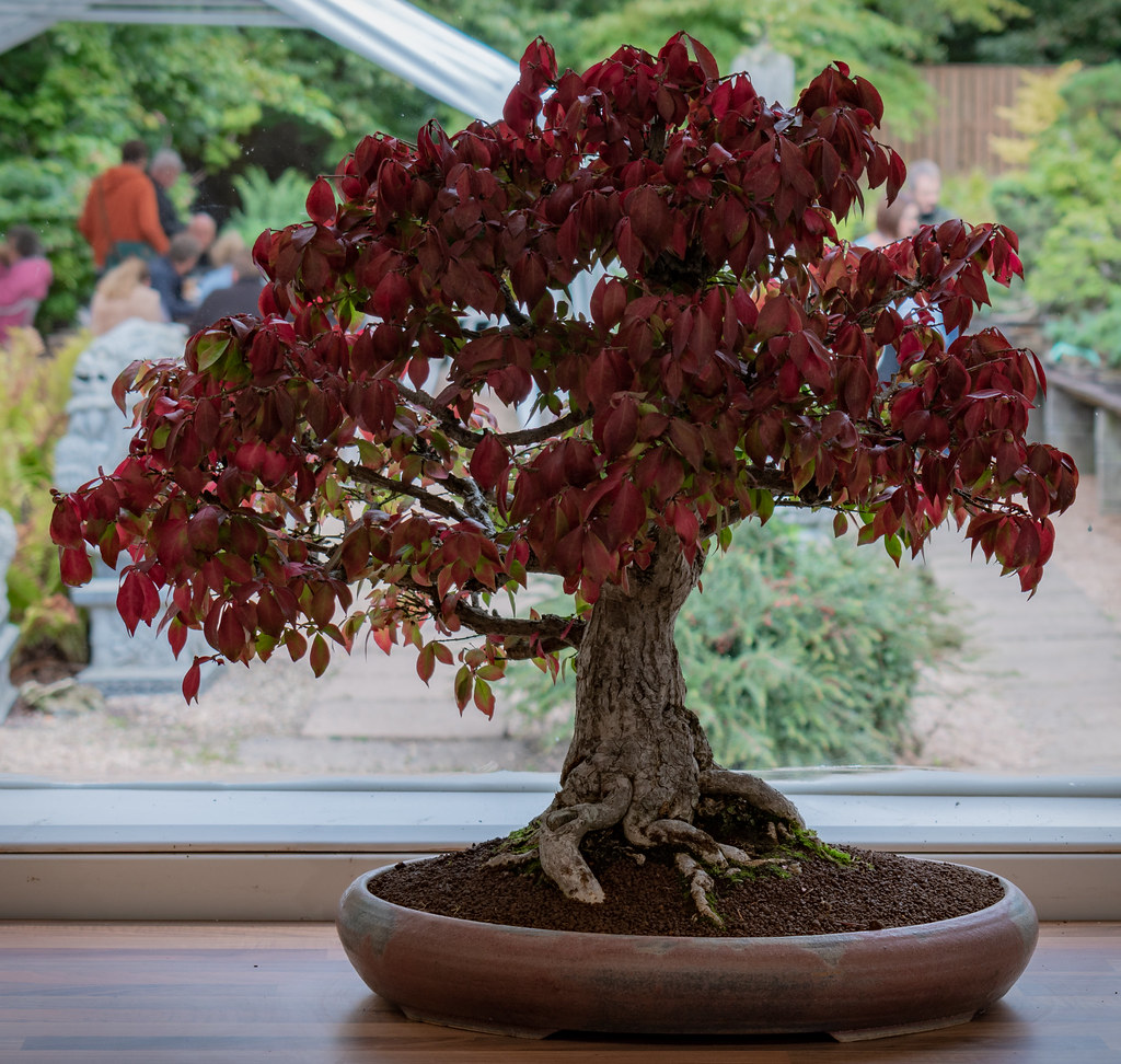 Foto van Japanse kardinaalsmuts