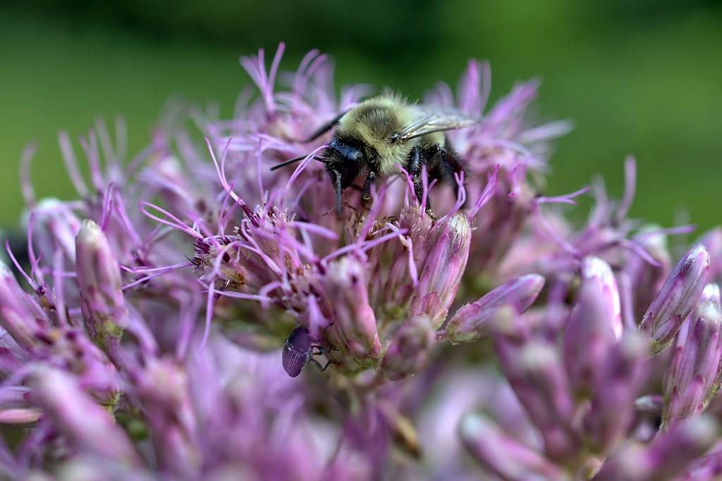 Foto van Purper leverkruid