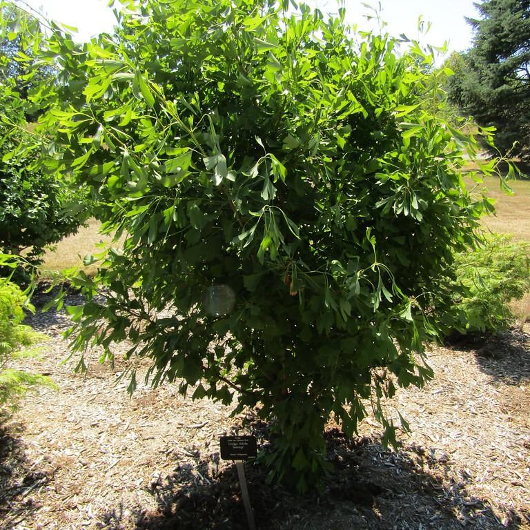 Foto van Japanse Notenboom ‘Saratoga’