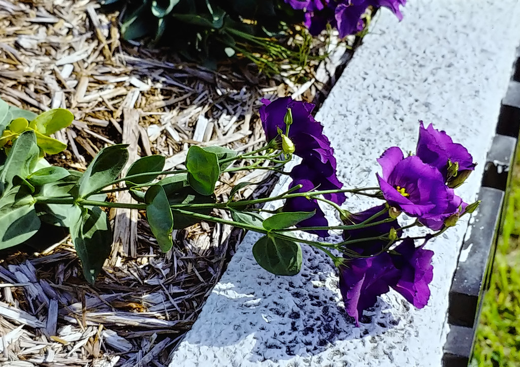 Foto van Lisianthus