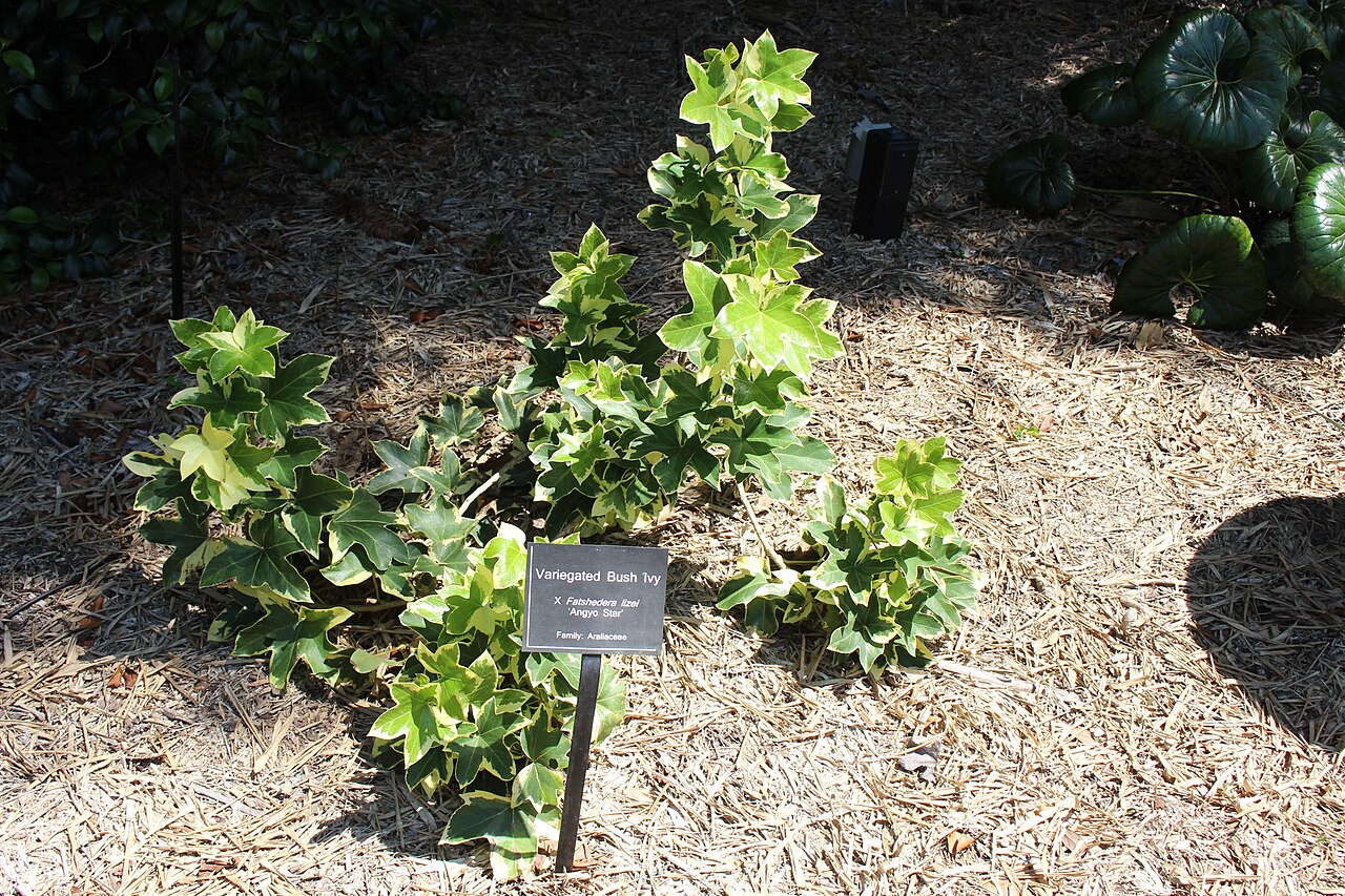 Foto van Klimmende vingerplant