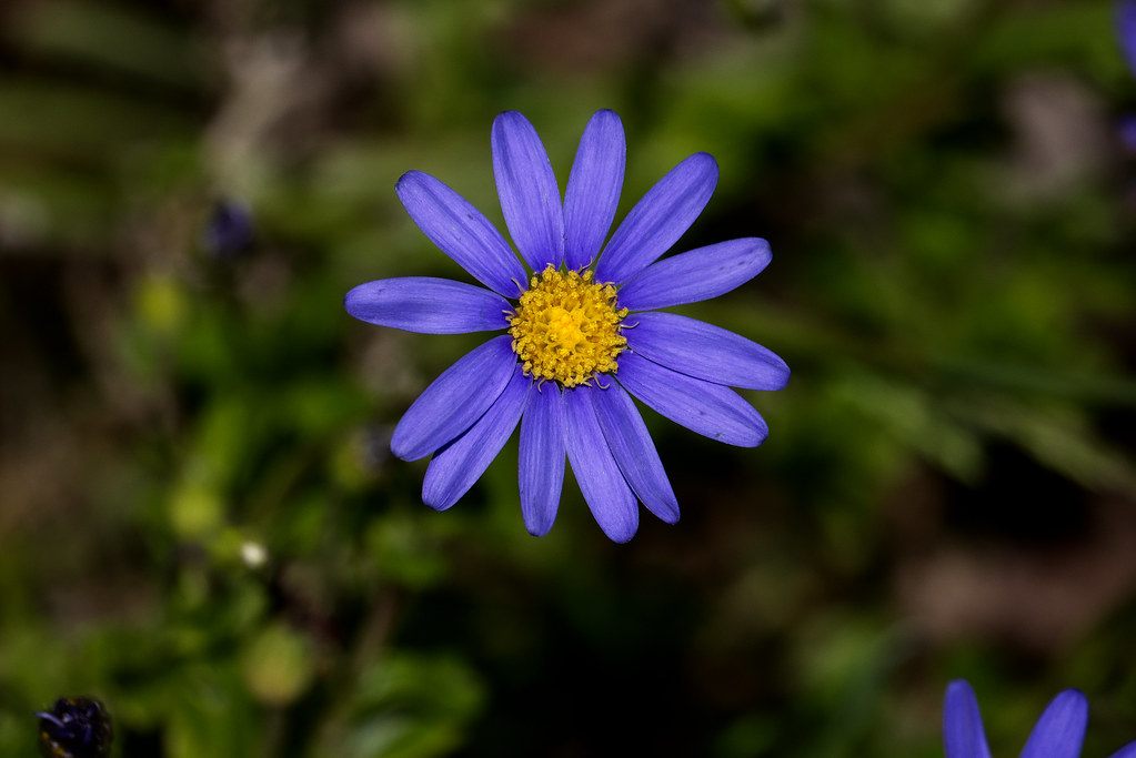Foto van Blauw madeliefje