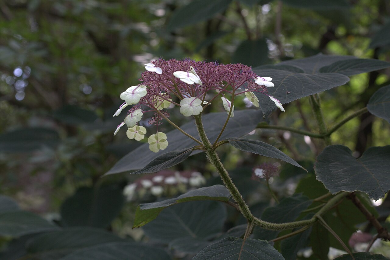 Foto van Hortensia (boompje) ‘Pink Diamond (tree form)’