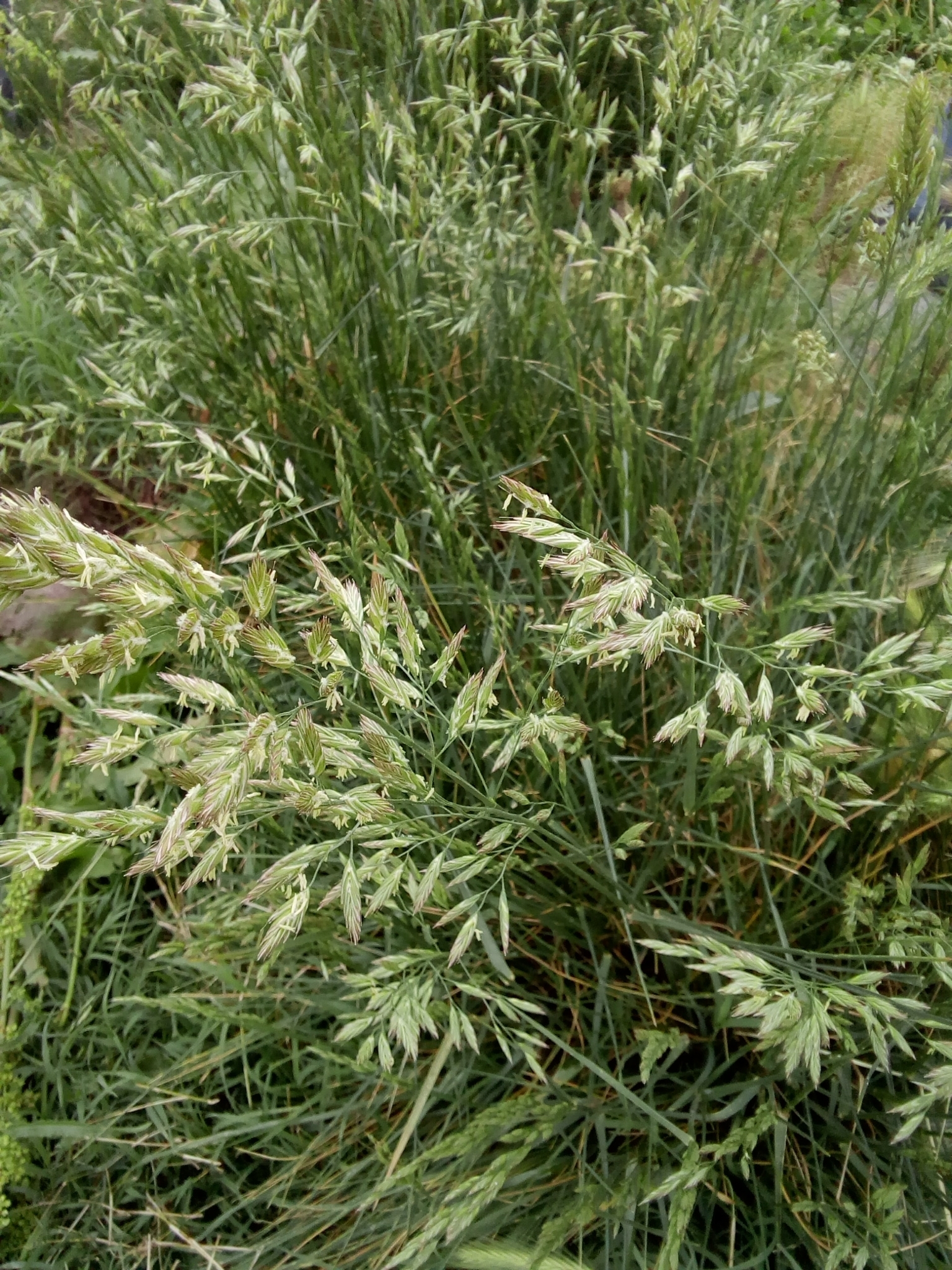 Foto van Rietzwenkgras