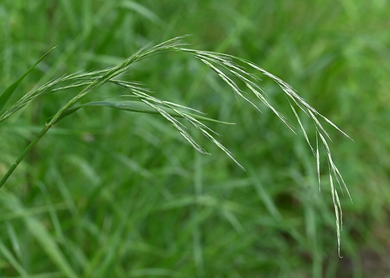 Foto van Reuzenzwenkgras