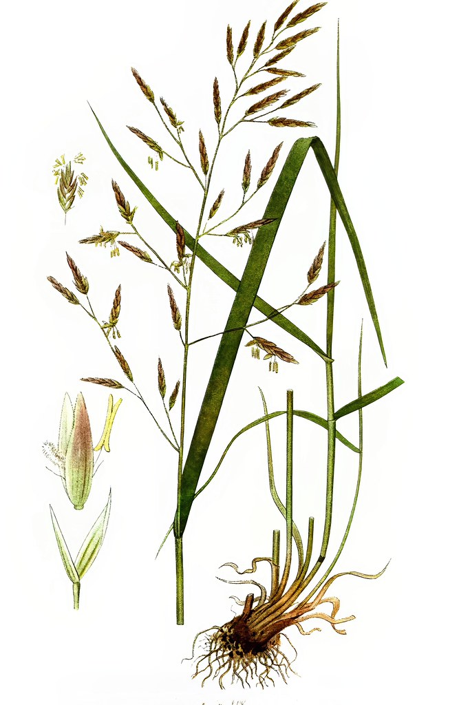 Foto van Beemdlangbloem
