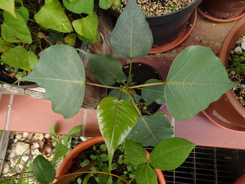 Foto van Bodhiboom
