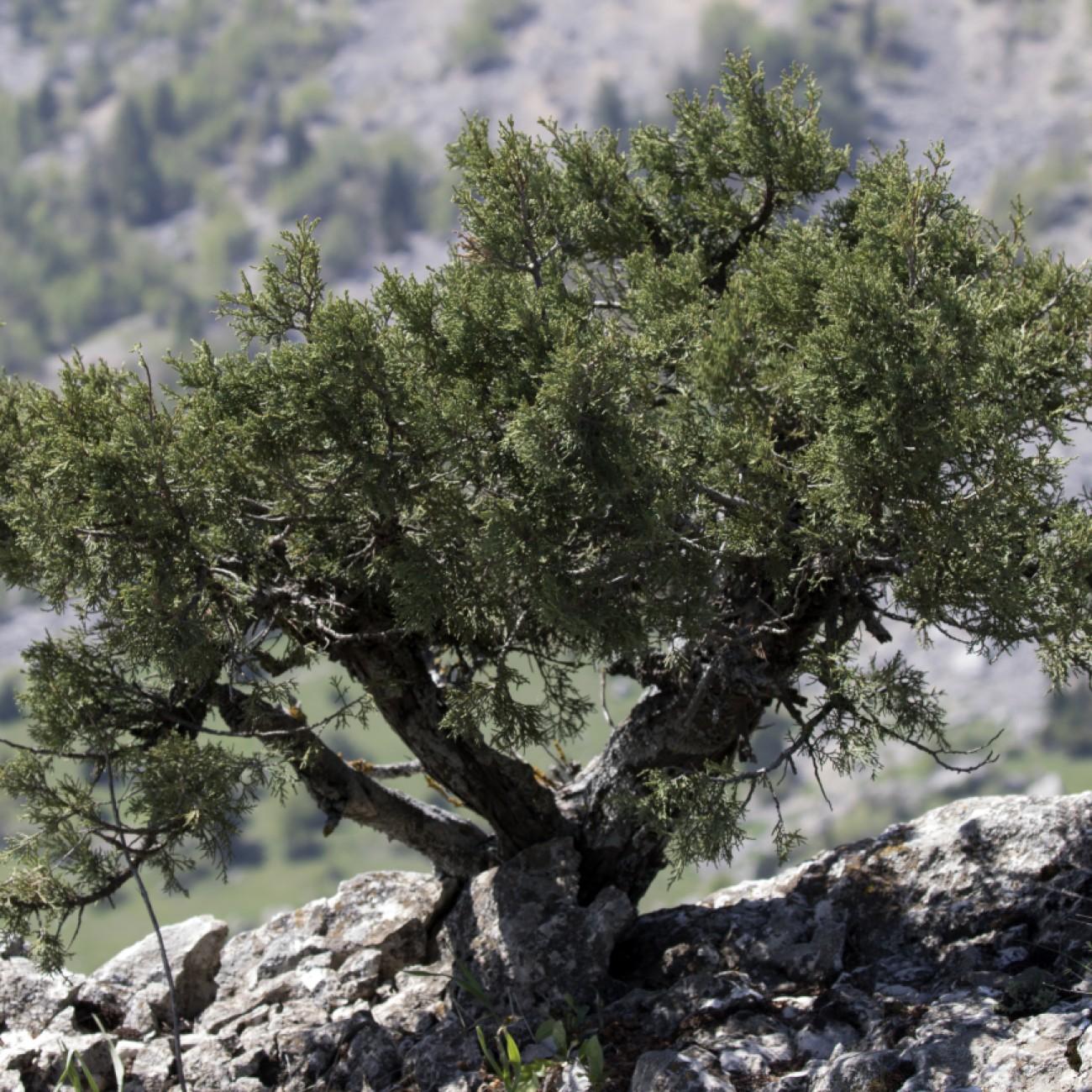 Foto van Kruipende jeneverbes ‘Blue Chip (tree form)’