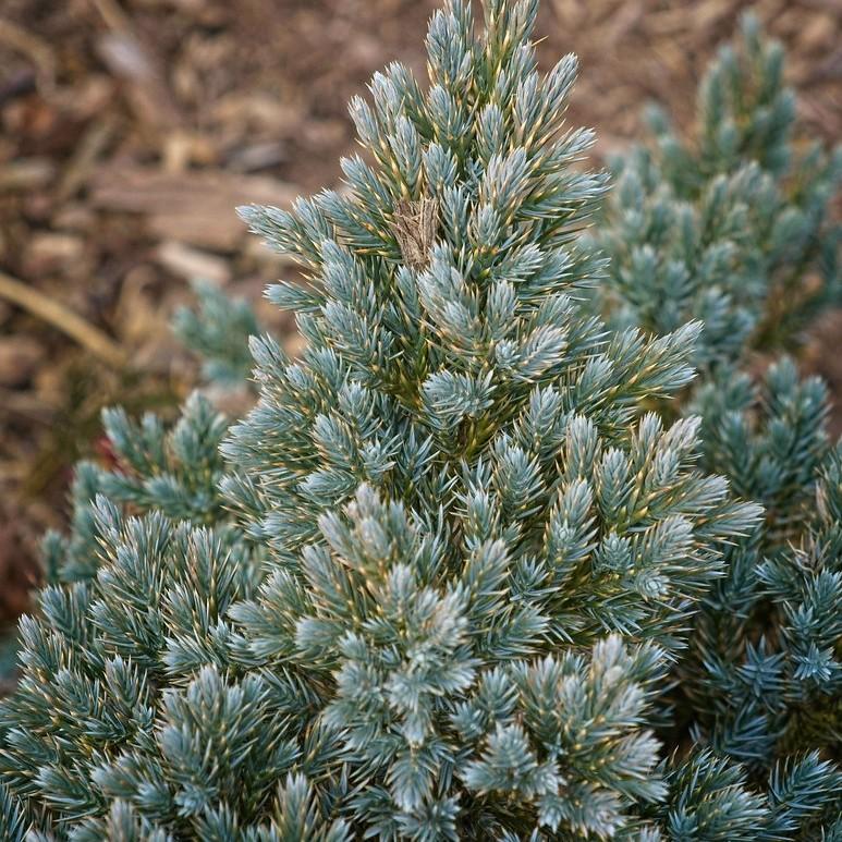 Foto van Juniperus squamata ‘Blue Star (tree form)’