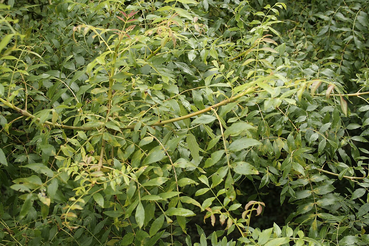 Foto van Gouden treures ‘Aurea Pendula’
