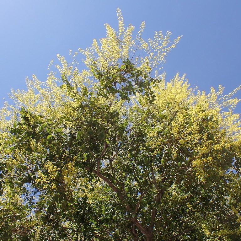 Foto van Gele zeepboom
