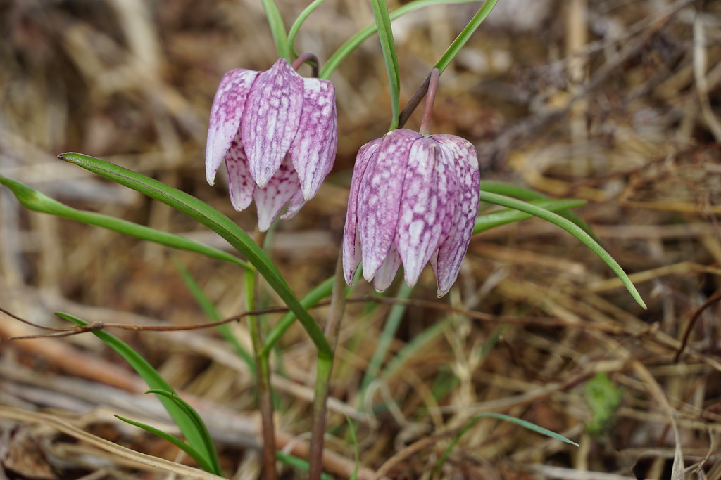 Foto van Wilde kievitsbloem