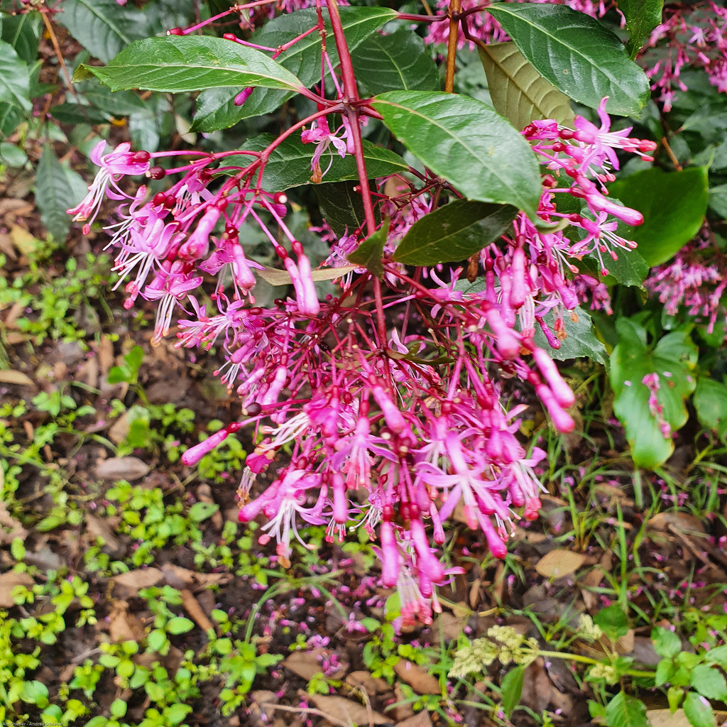 Foto van Boomfuchsia