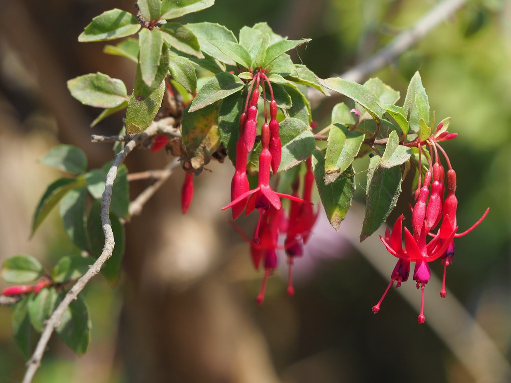 Foto van Boerenfuchsia