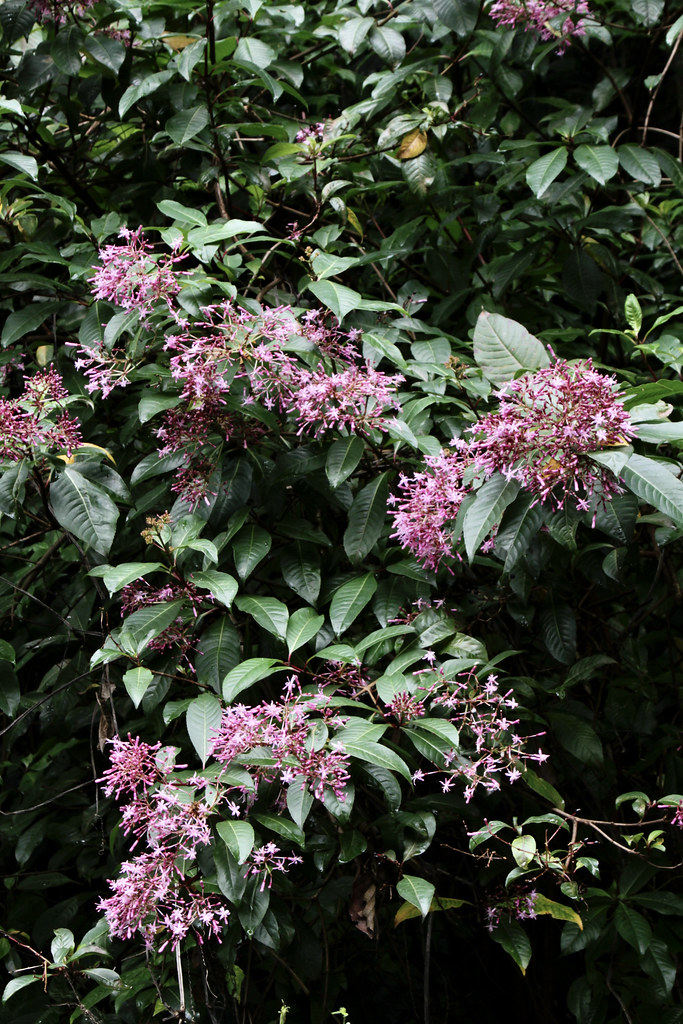 Foto van Pluimfuchsia