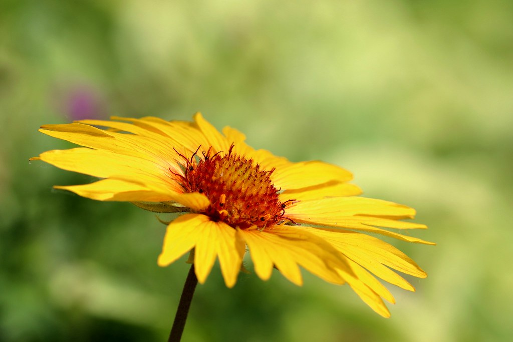 Foto van Kokardebloem