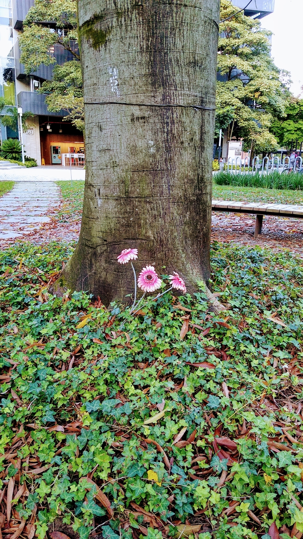 Foto van Kokardebloem