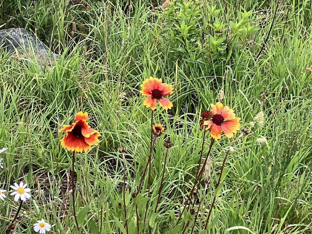 Foto van Kokardebloem
