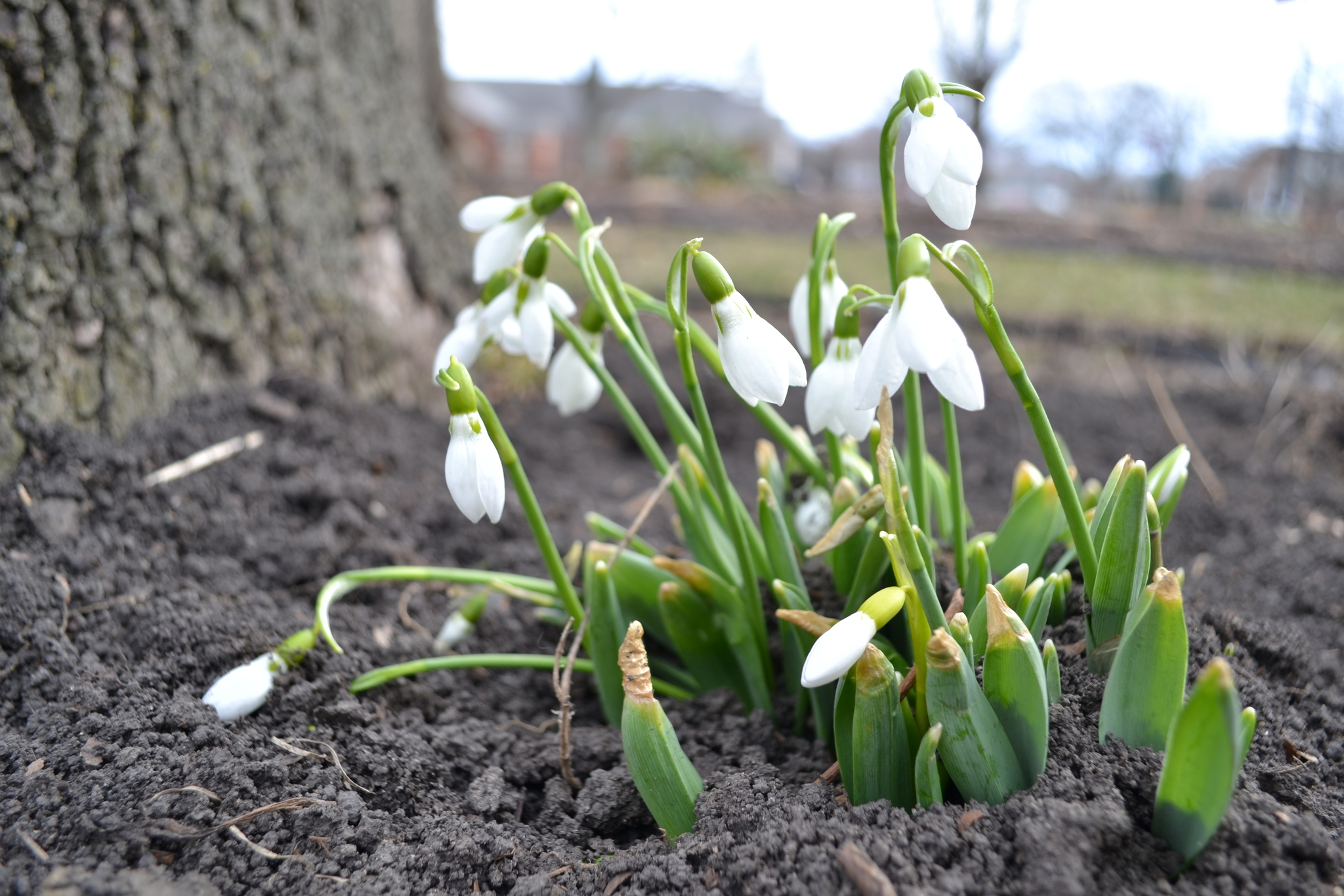 Foto van Geplooid sneeuwklokje