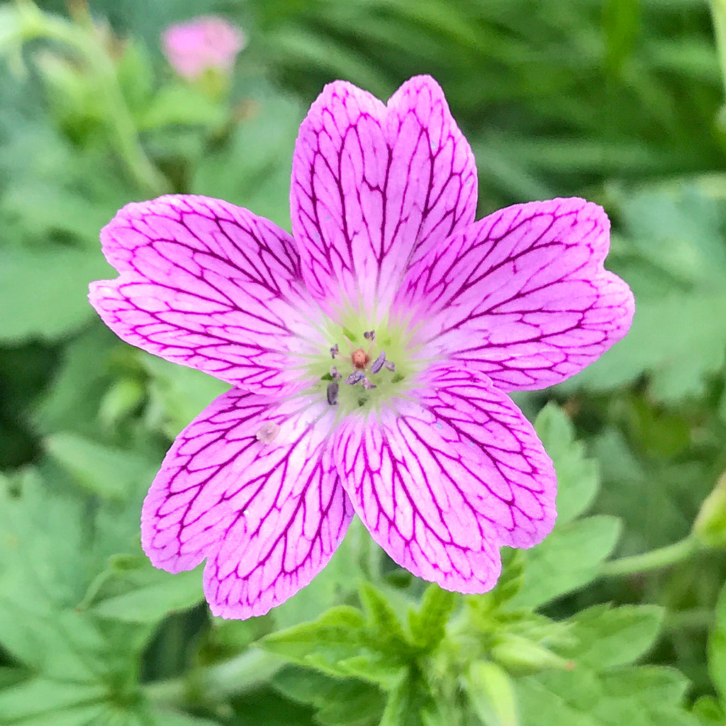 Foto van Roze ooievaarsbek