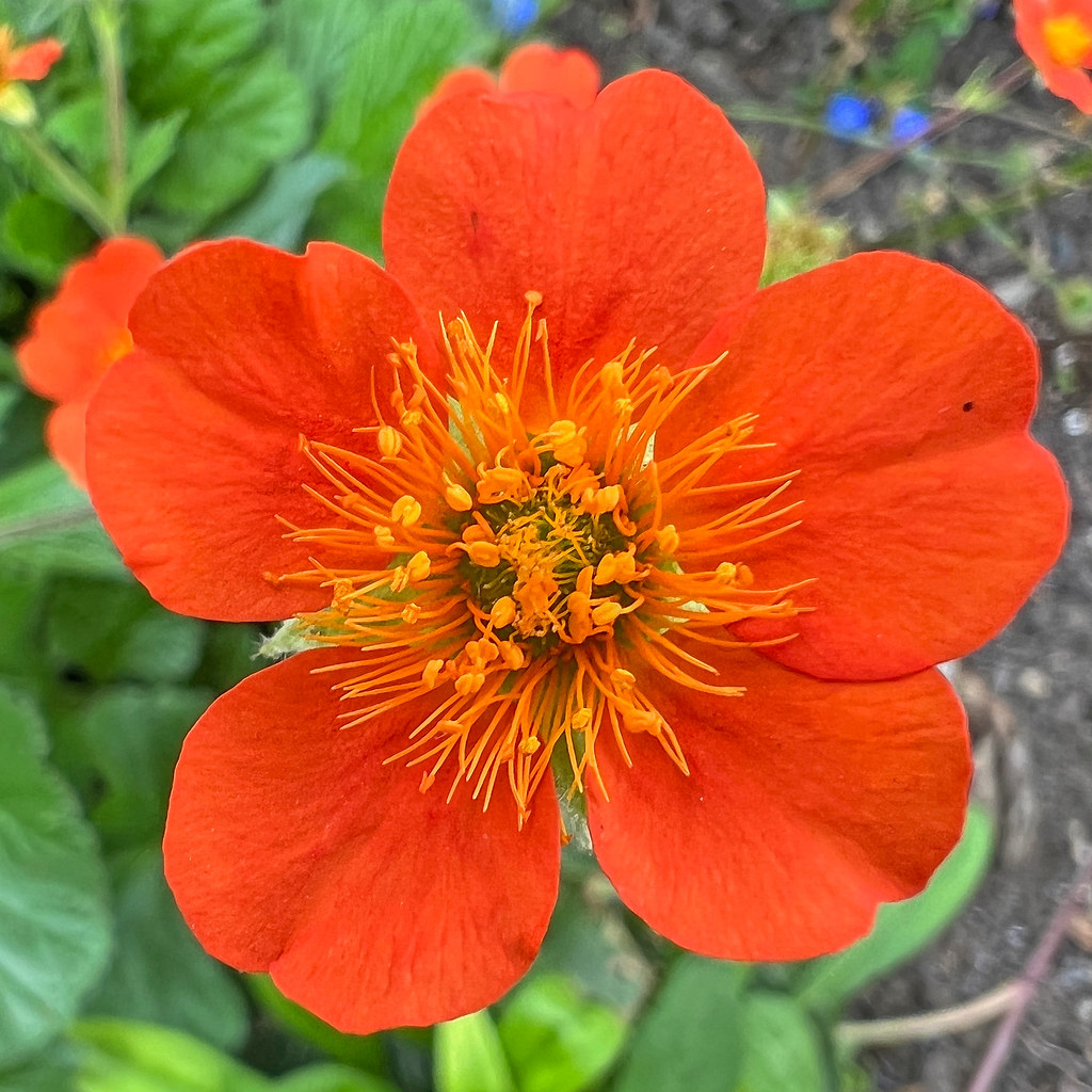 Foto van Rood nagelkruid
