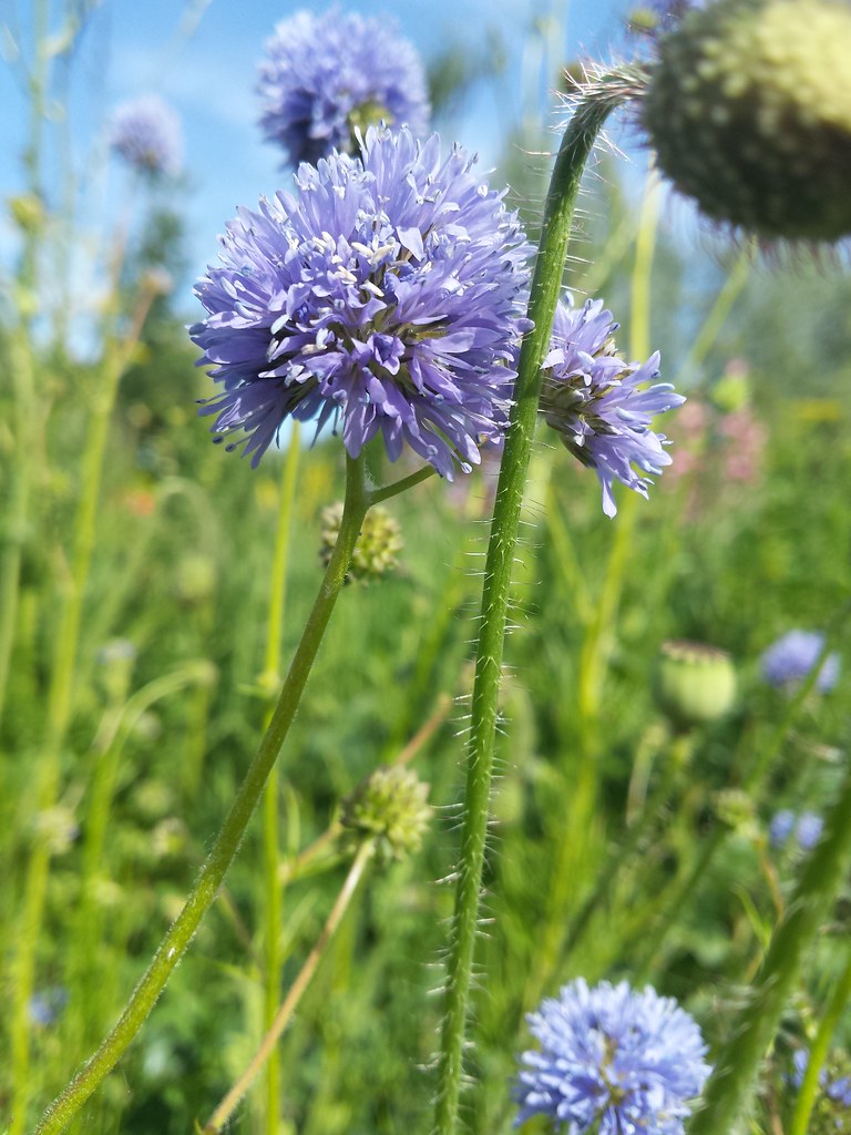 Foto van Hoofdjesgilia