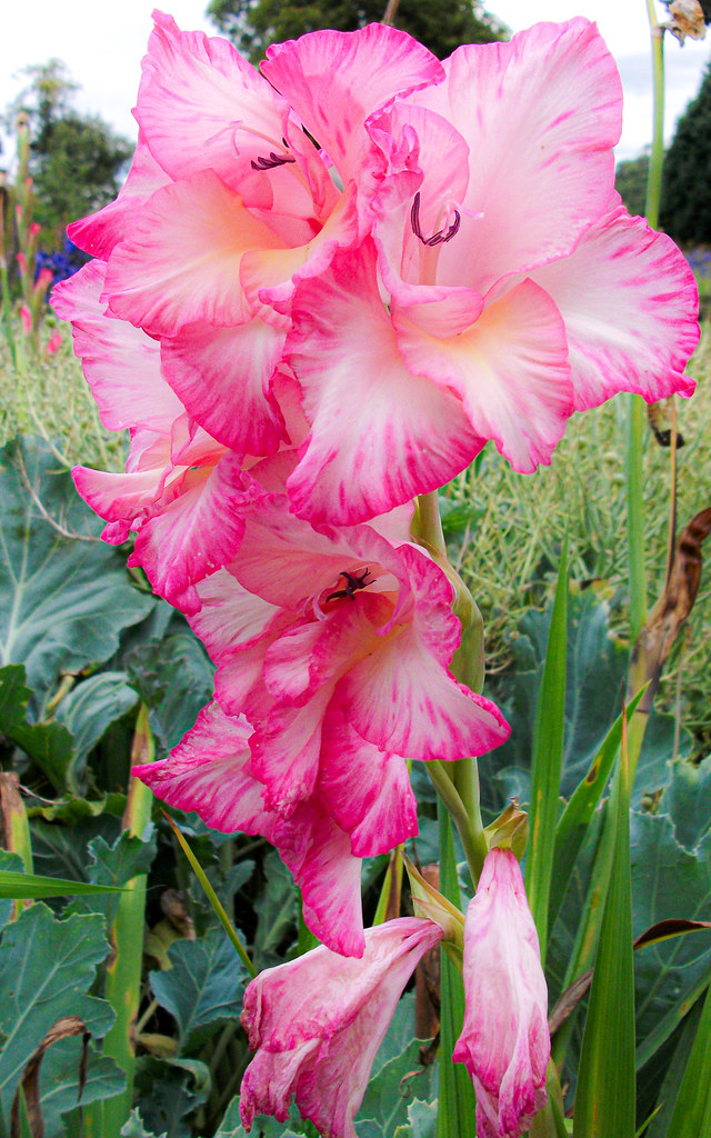 Foto van Gewone gladiool