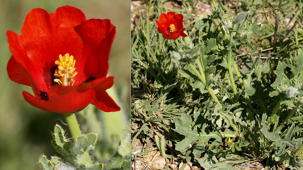 Foto van Rode hoornpapaver