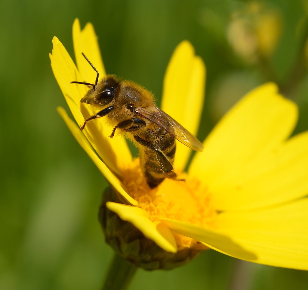 Foto van Gekroonde ganzenbloem