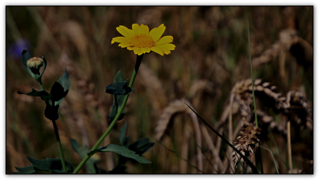 Foto van Gele ganzenbloem