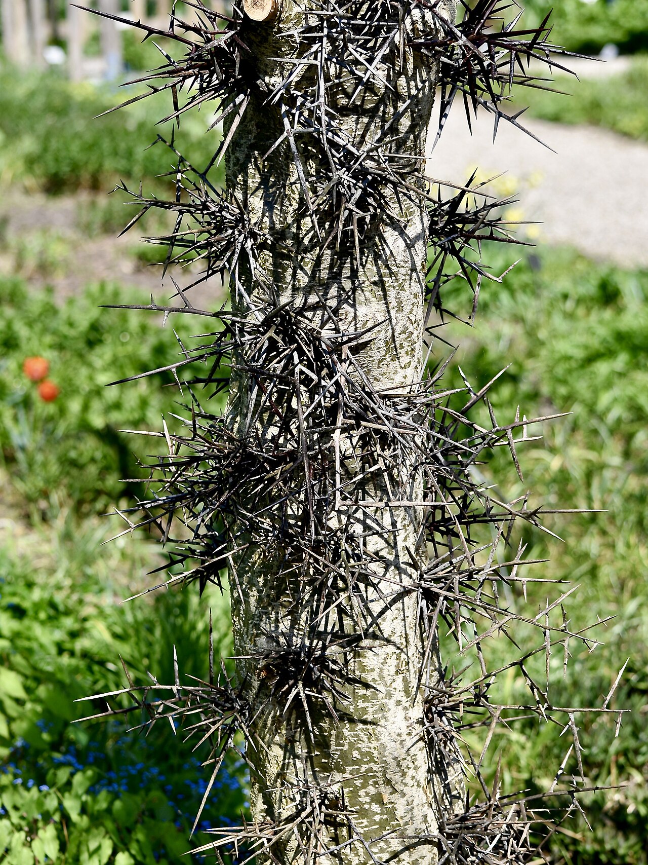 Foto van Kaspische gleditsia