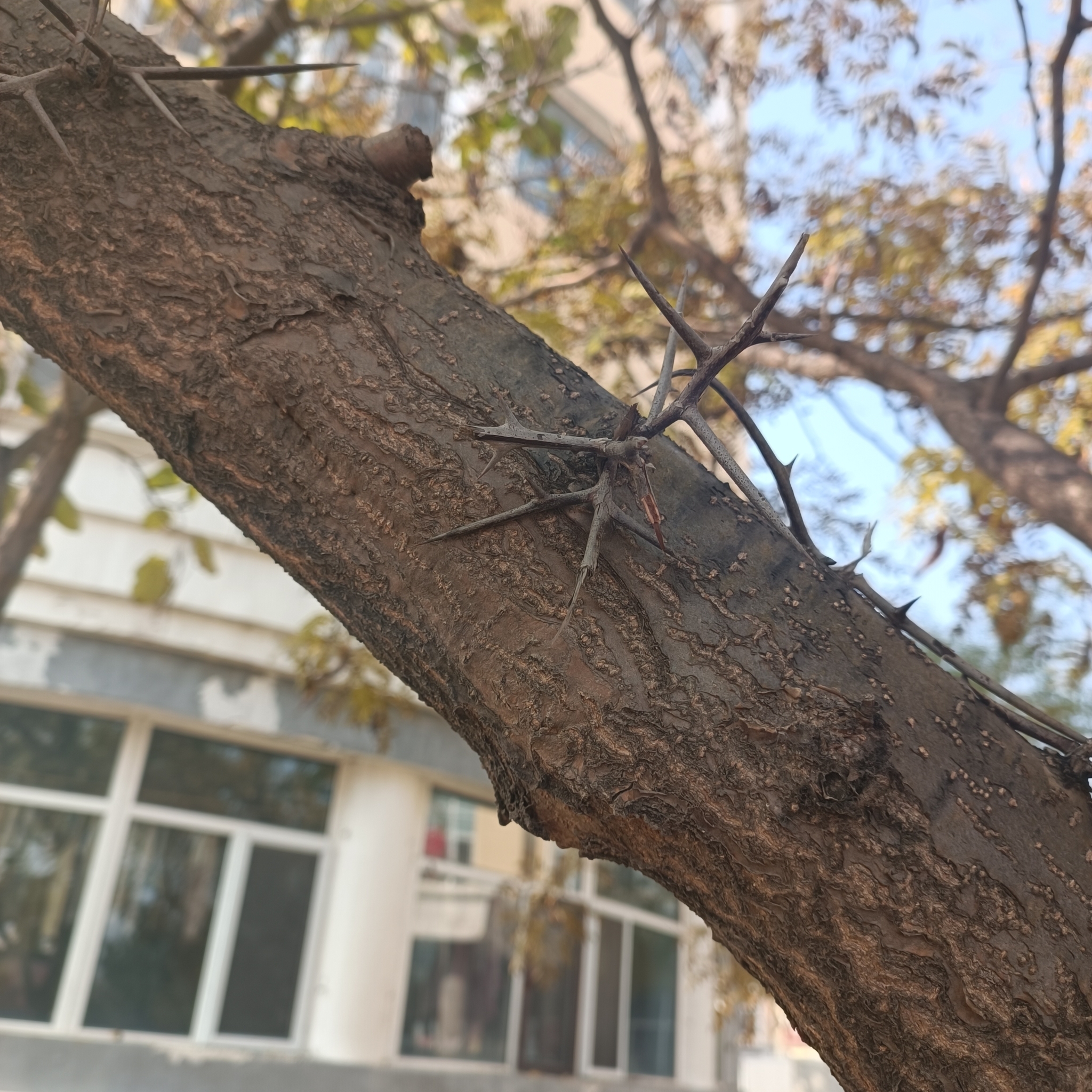 Foto van Japanse gleditsia