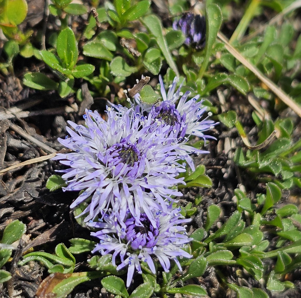 Foto van Hartbladige kogelbloem