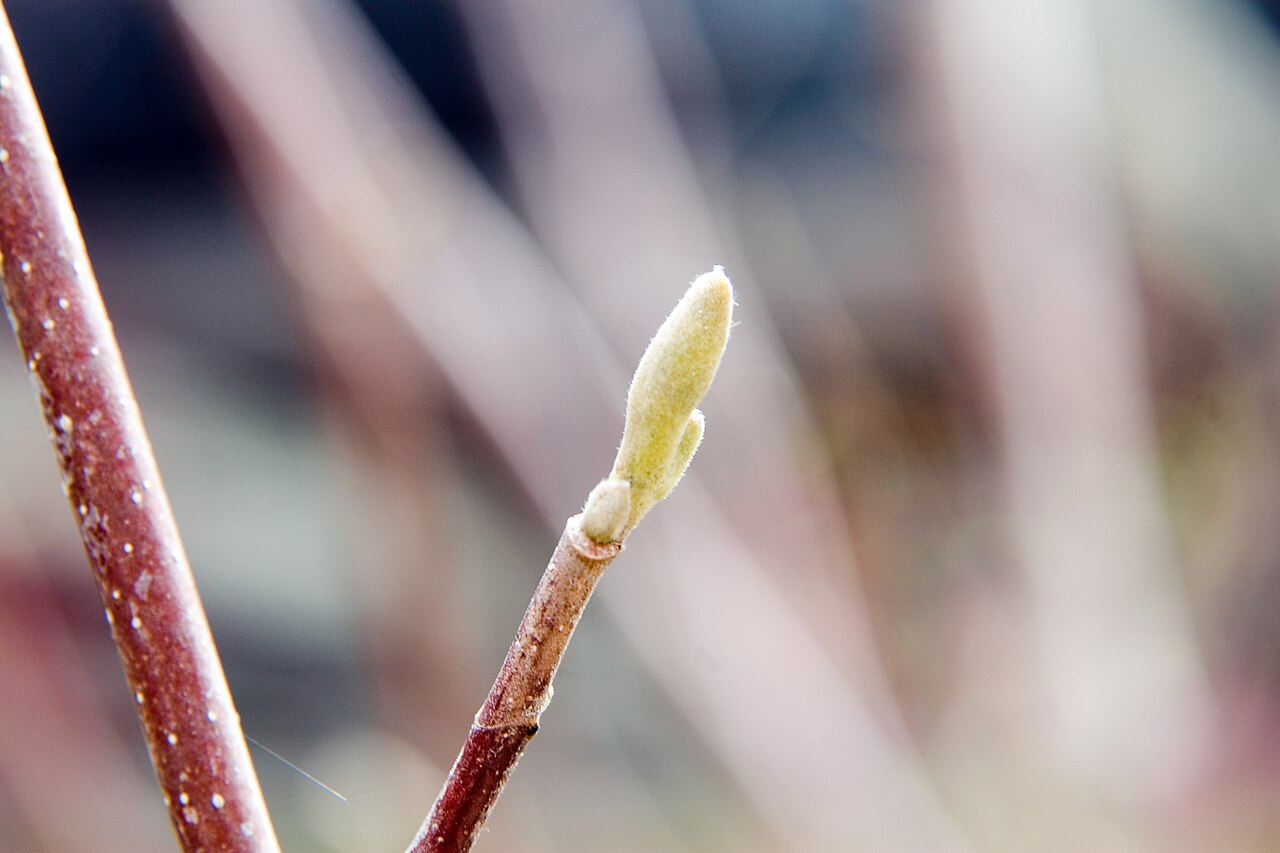 Foto van Butterflies Magnolia