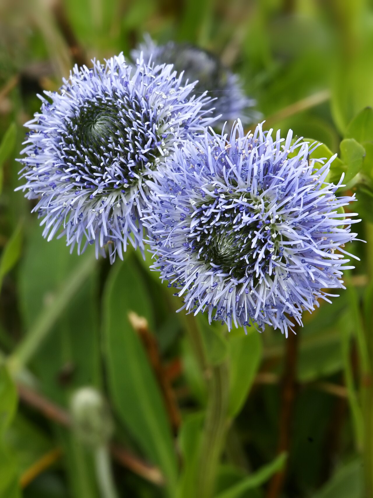 Foto van Kogelbloem