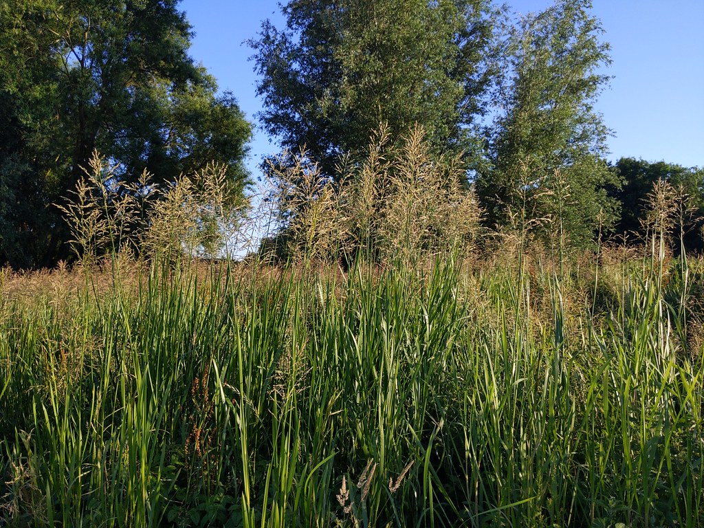 Foto van Liesgras