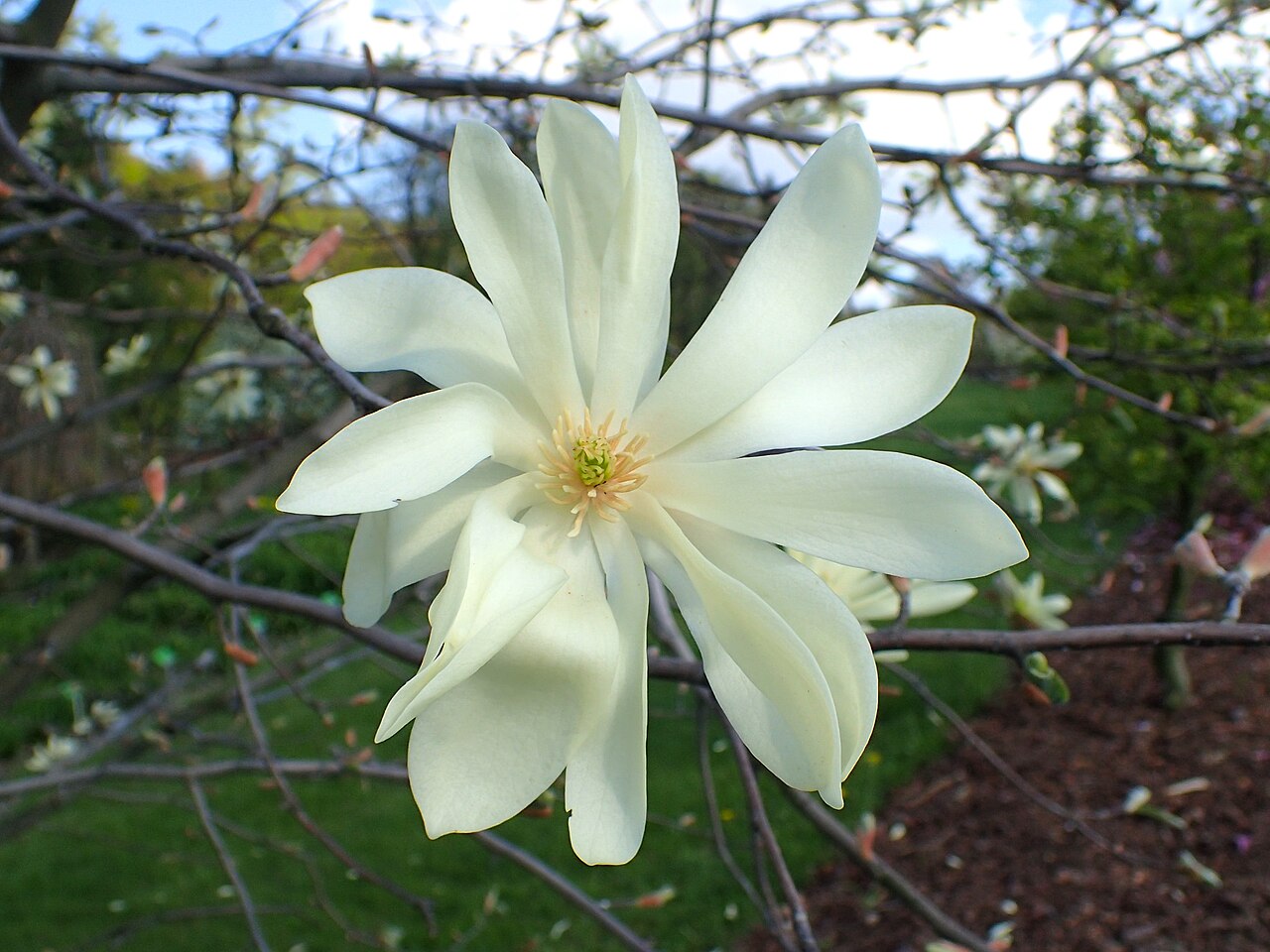 Foto van Gouden Ster Magnolia ‘Gold Star’