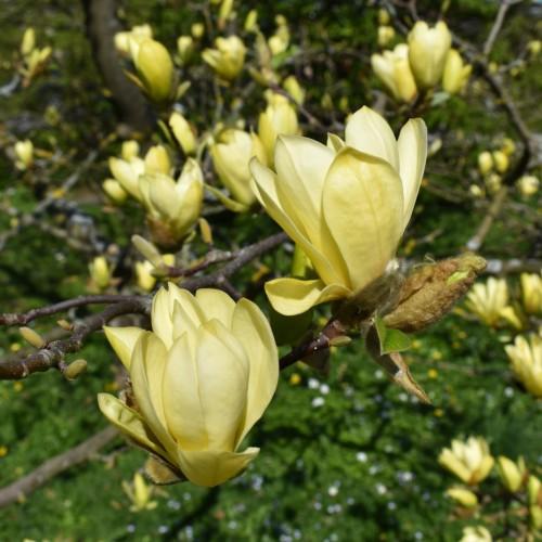 Foto van Magnolia ‘Golden Gift’