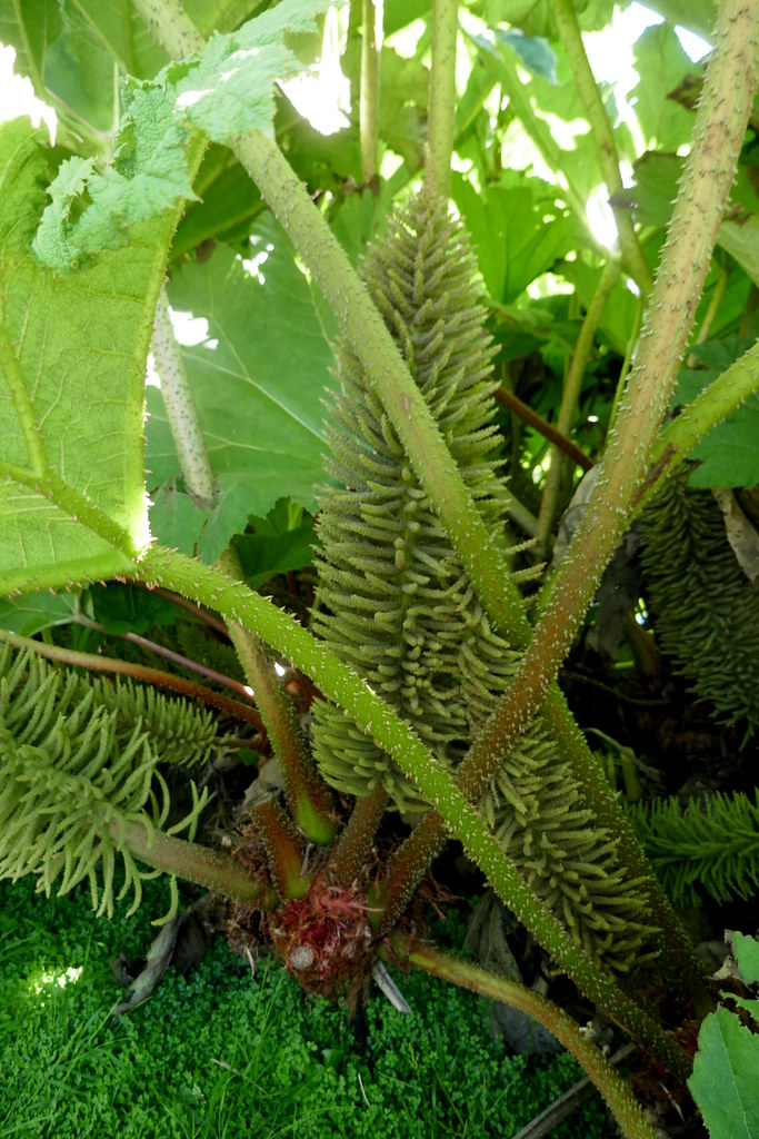 Foto van Gunnera