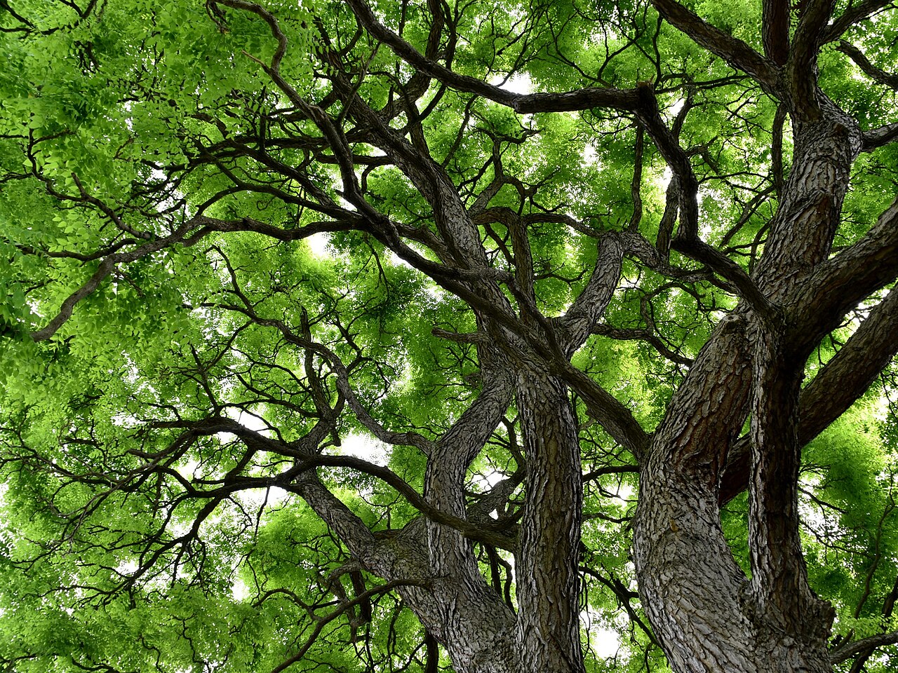 Foto van Doodsbeenderenboom