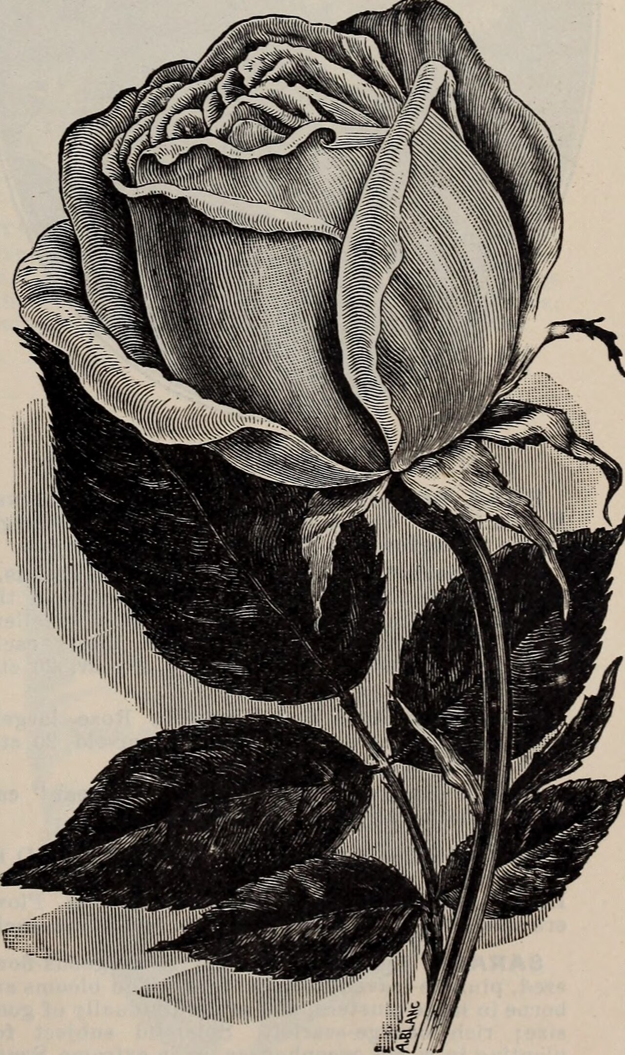 Foto van Magnolia ‘Rose Marie’