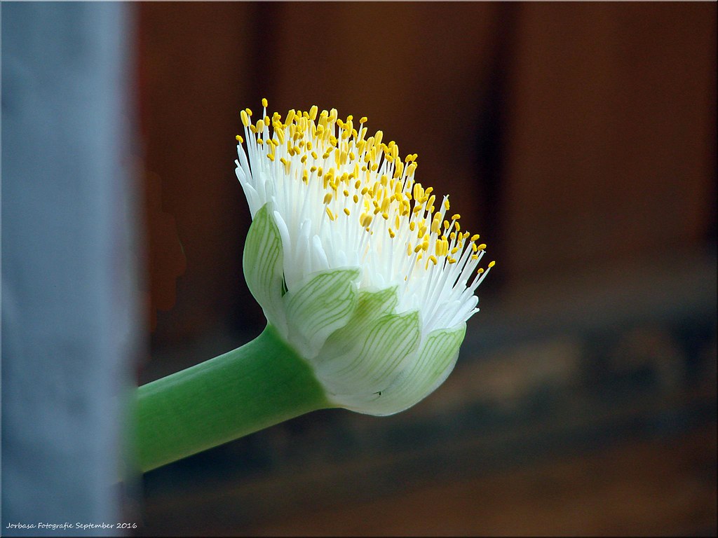 Foto van Poederkwast