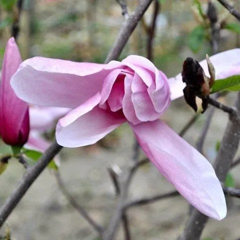 Foto van Magnolia ‘Star Wars’